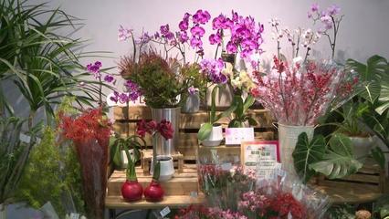 第二屆秋季進口球根花卉展 復(fù)興公園綻放進博同款潮流花卉，機械設(shè)備賦能綠色園藝